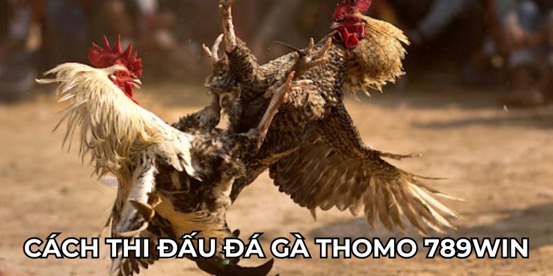 Cách thi đấu đá gà Thomo 789Win