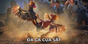 Đá gà cựa sắt 789win