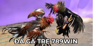 Đá gà tre 789win