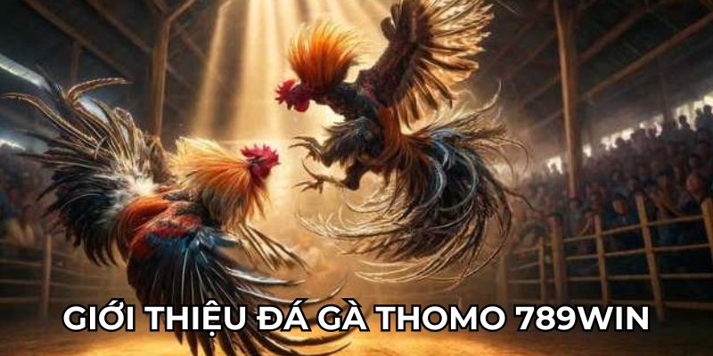 Giới thiệu đá gà Thomo 789Win