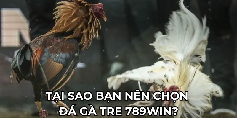 Tại sao bạn nên chọn đá gà tre 789Win?